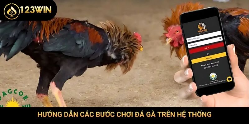 Hướng dẫn các bước chơi đá gà trên hệ thống