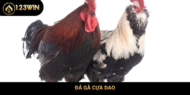 Đá gà cựa dao