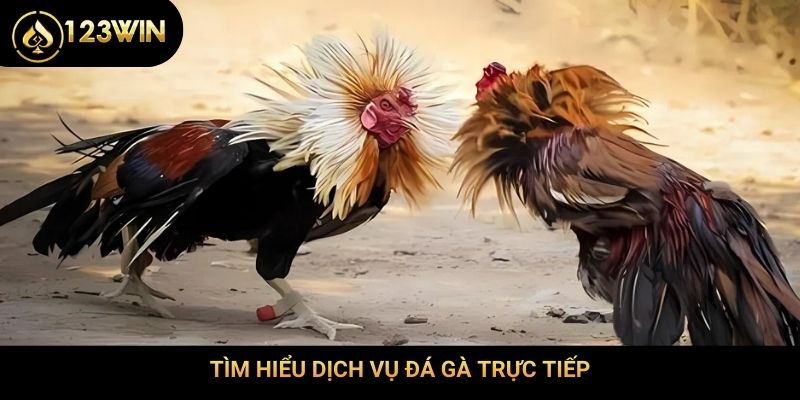 Tìm hiểu dịch vụ đá gà trực tiếp